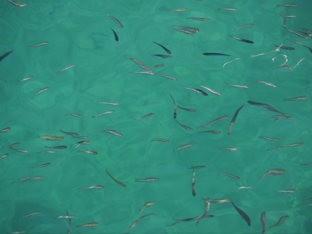 Aerial view of small fish swimming in calm, clear turquoise water.