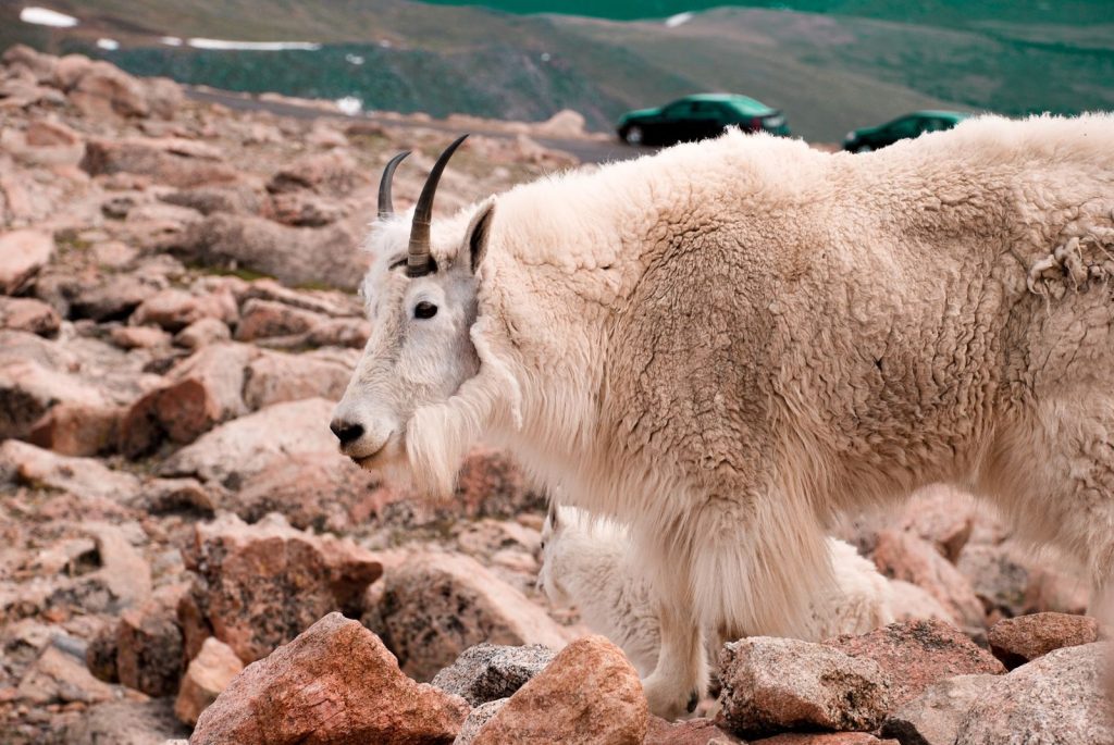 Mountain goat standing on rocky terrain, showcasing its thick fur and curved horns in Colorado.