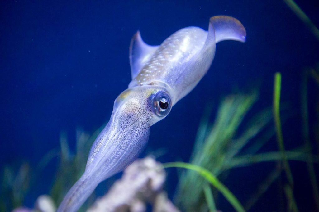 Captivating image of a cuttlefish swimming in an aquarium setting.