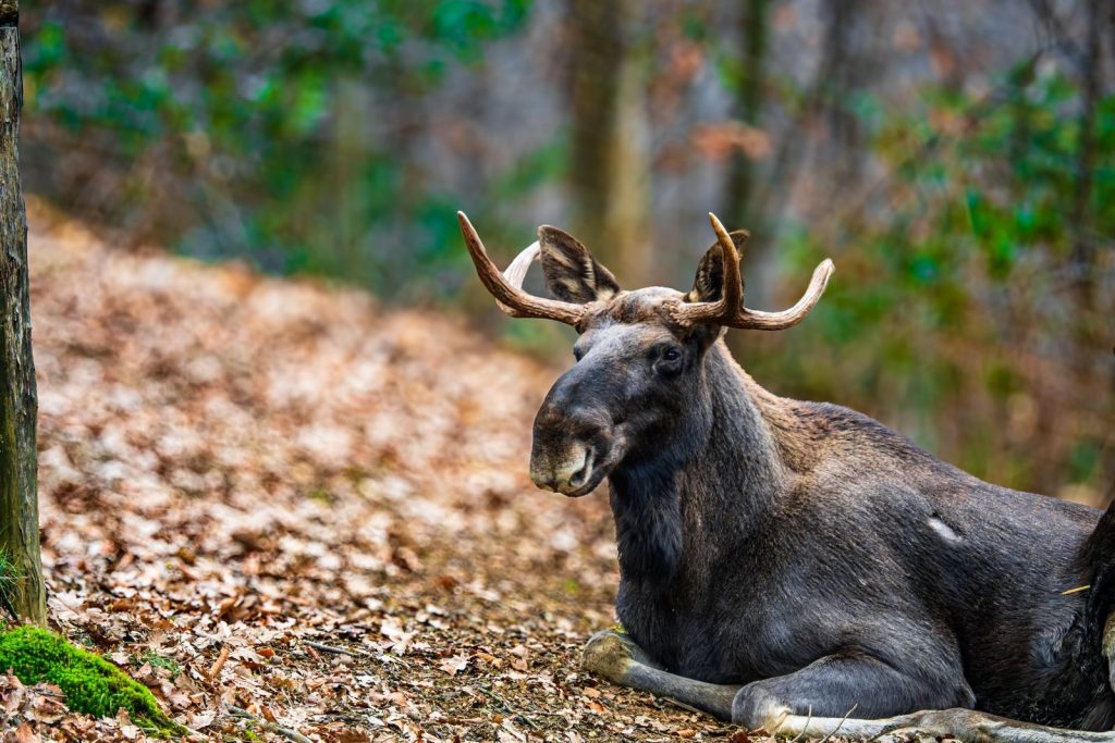 A moose with antlers rests in a forest setting during fall, showcasing nature's serenity.