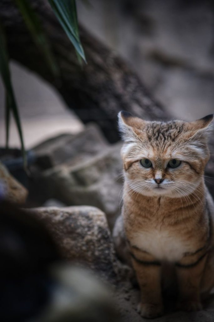 A sand cat sitting in a rocky, desert-like environment, showcasing its distinctive features.