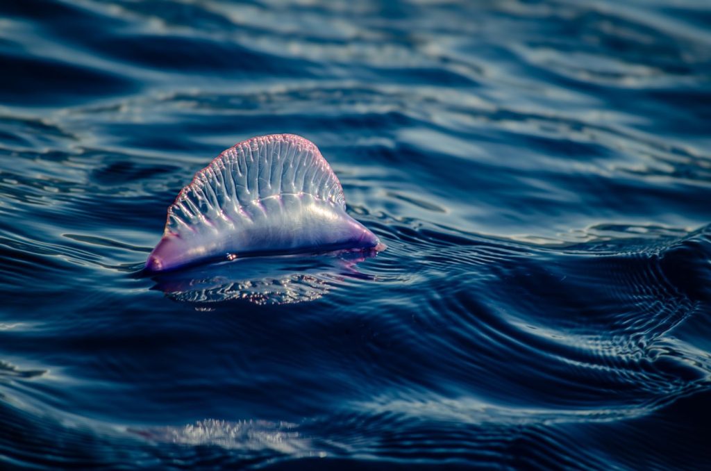 Beautiful Portuguese Man o' War in the calm blue waters of the Azores, Portugal.