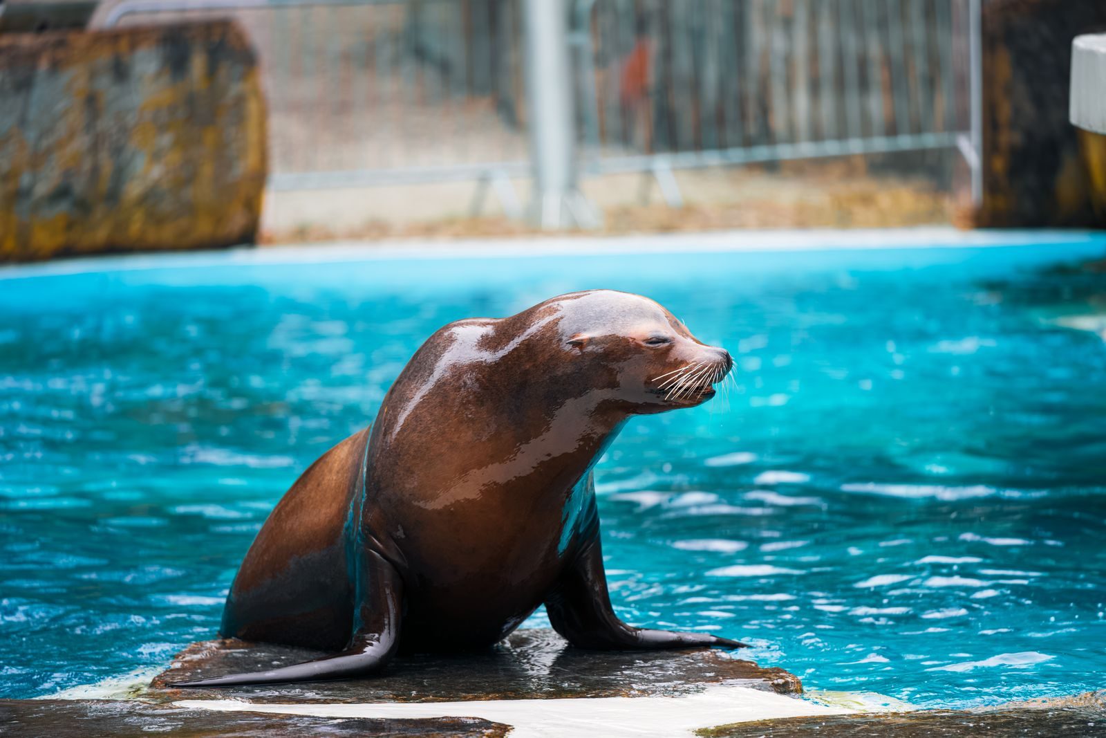 Serene sea lion basking on a rock in a vivid blue enclosure at the zoo.