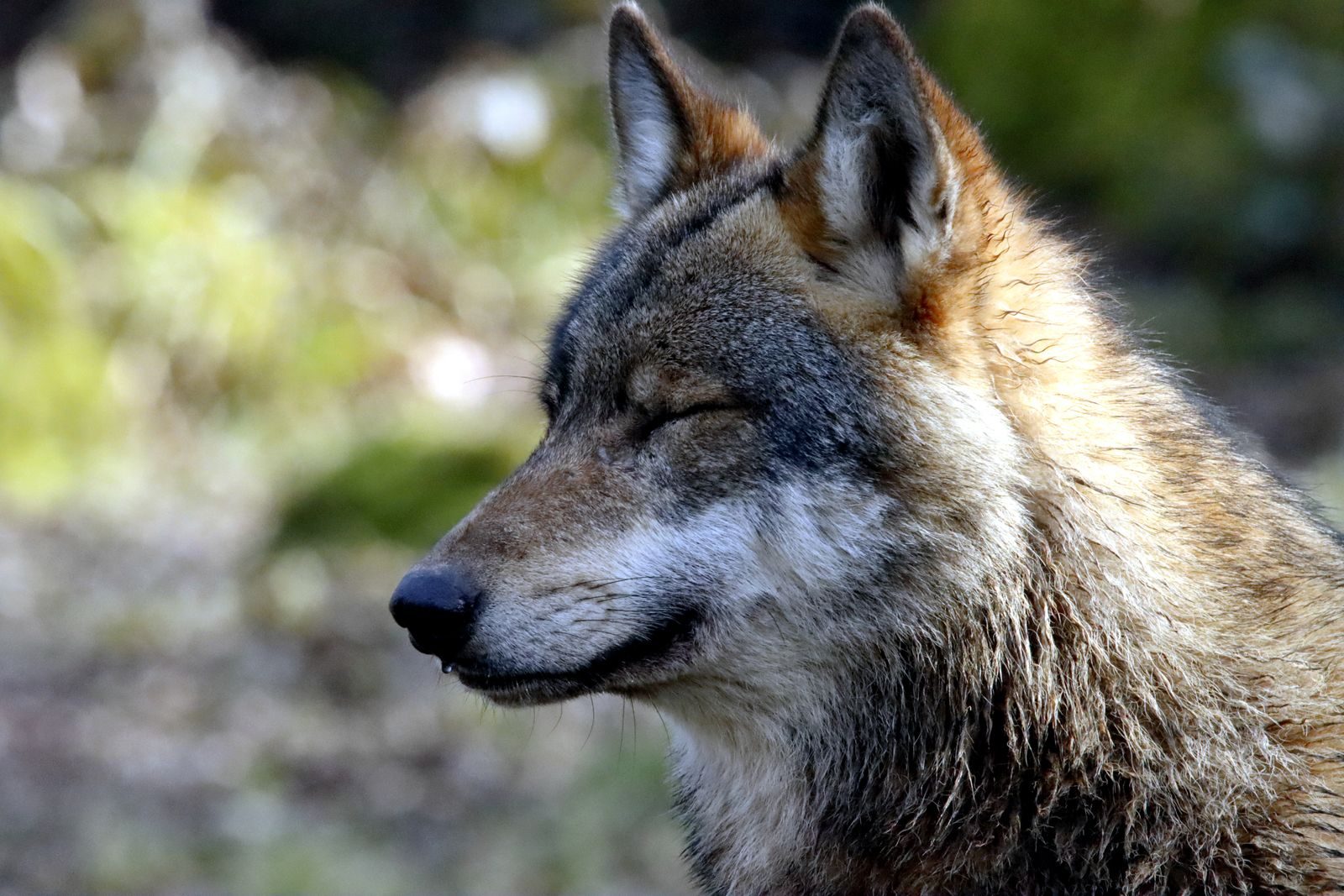 Close-up shot of a wolf with eyes closed, capturing a serene moment in its natural habitat.