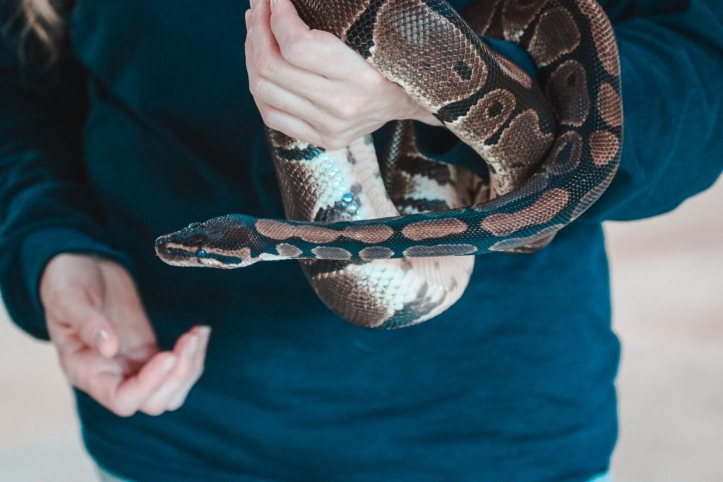 A close-up of a python snake being gently held by a person indoors.