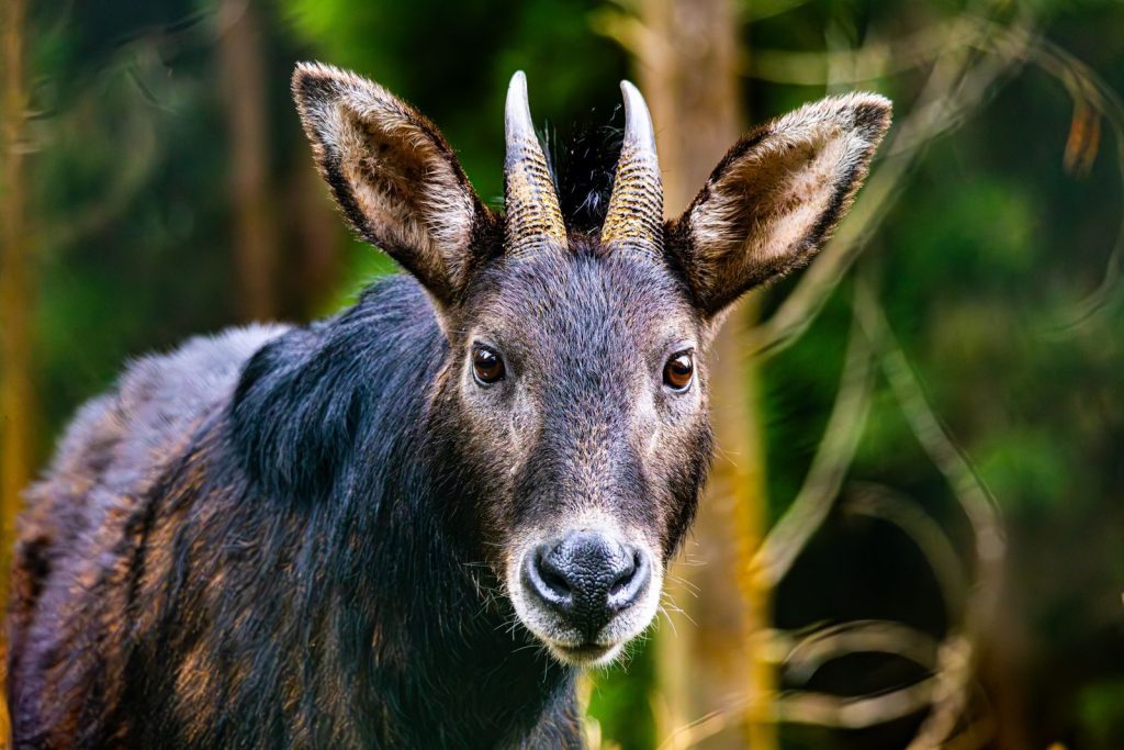 Captivating portrait of a Himalayan serow in a lush forest near Gangtok, Sikkim.