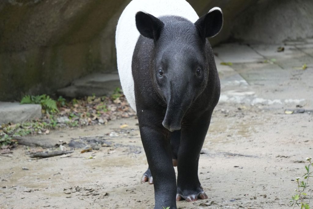 A Malayan tapir explores its woodland environment showcasing distinctive black and white markings.