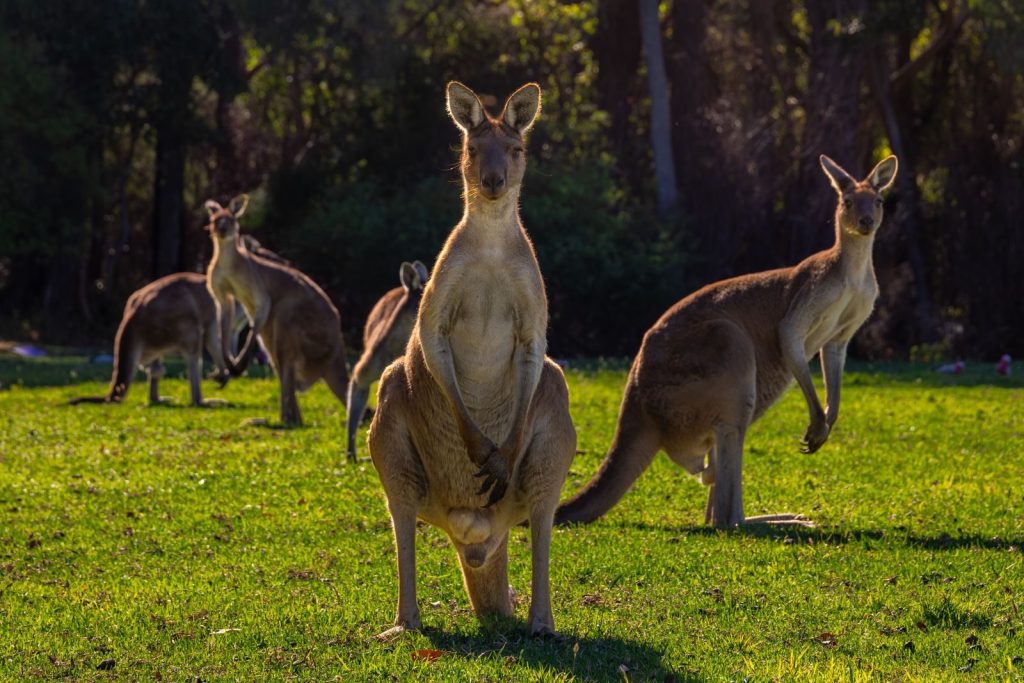 Group of kangaroos enjoying a sunny day in Walpole, Western Australia.