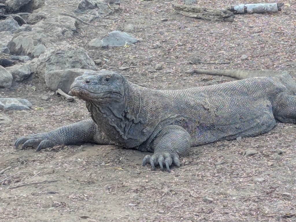 Close-up of a Komodo dragon resting on rocky terrain in Indonesia.