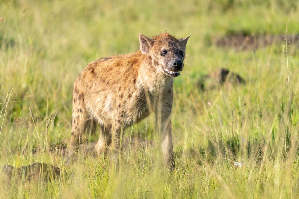 A spotted hyena stands alert in the lush Kenyan savannah under daylight.