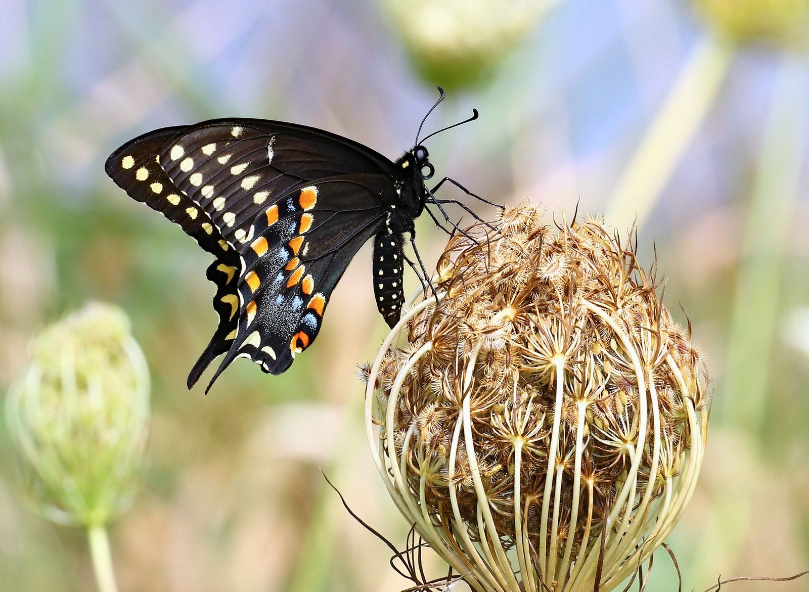 A black swallowtail butterfly delicately perched on a blooming wildflower in natural habitat.