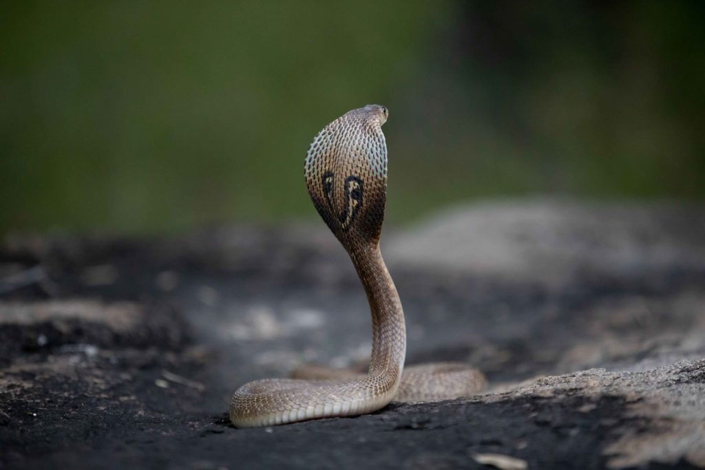 Intense close-up of a cobra with hood extended, showcasing its natural habitat and captivating presence.