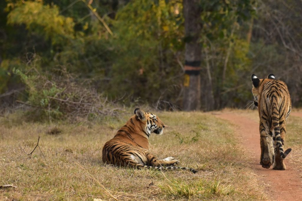 Two Bengal tigers resting and walking on a forest path, captured in an Indian wildlife reserve.