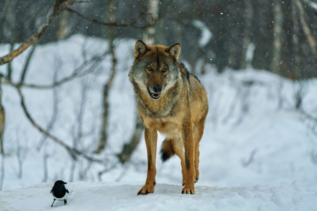 Detailed image of a wolf standing in snowy forest with a bird at its side during winter.