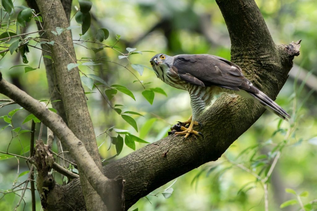 A Eurasian Sparrowhawk perched on a tree branch in a lush green forest.