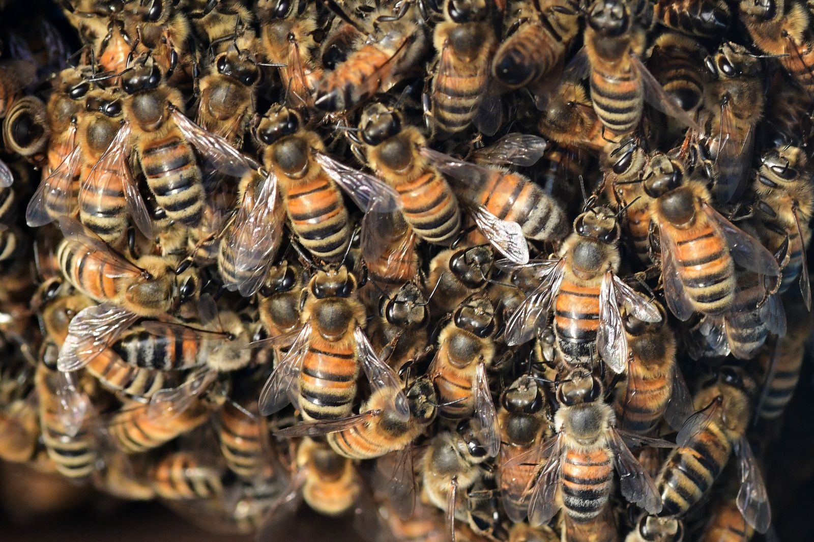 Detailed image showing a swarm of honeybees clustering on a hive.