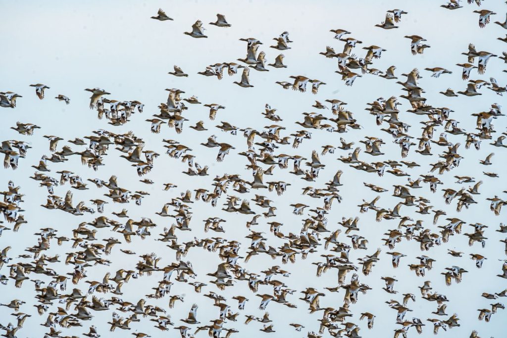 A massive flock of geese flying across the clear blue sky, showcasing the beauty of migration.