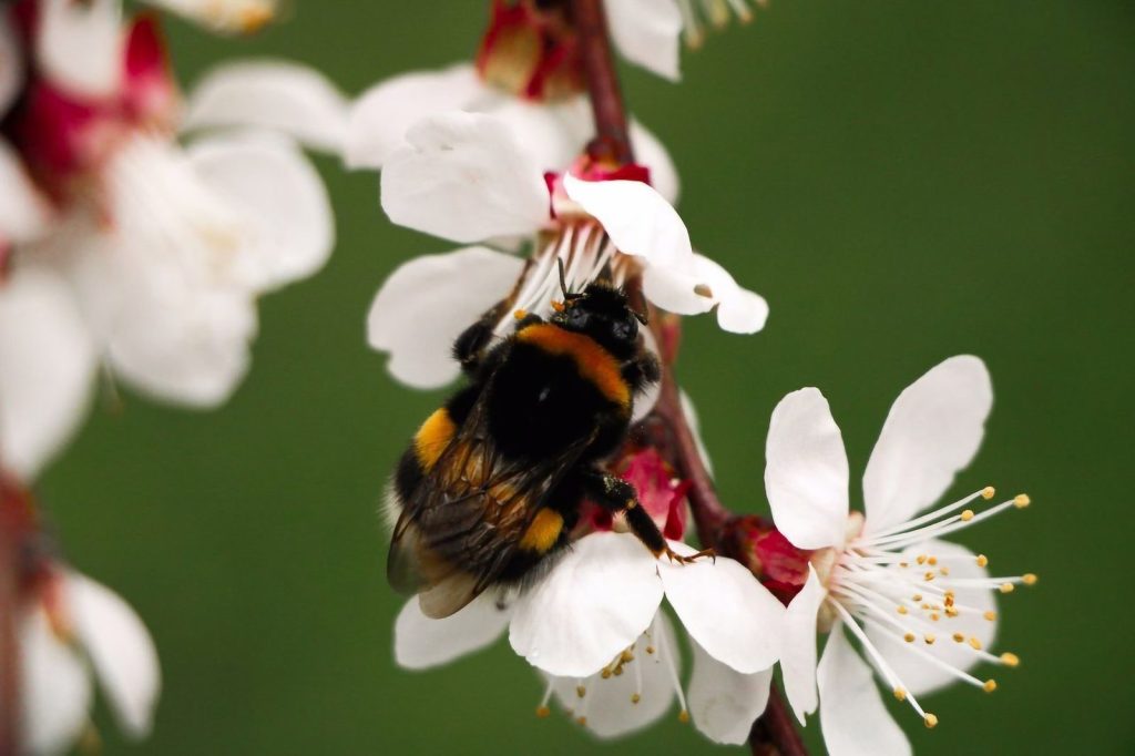 A bumblebee sits on white blossoms against a vibrant green background.