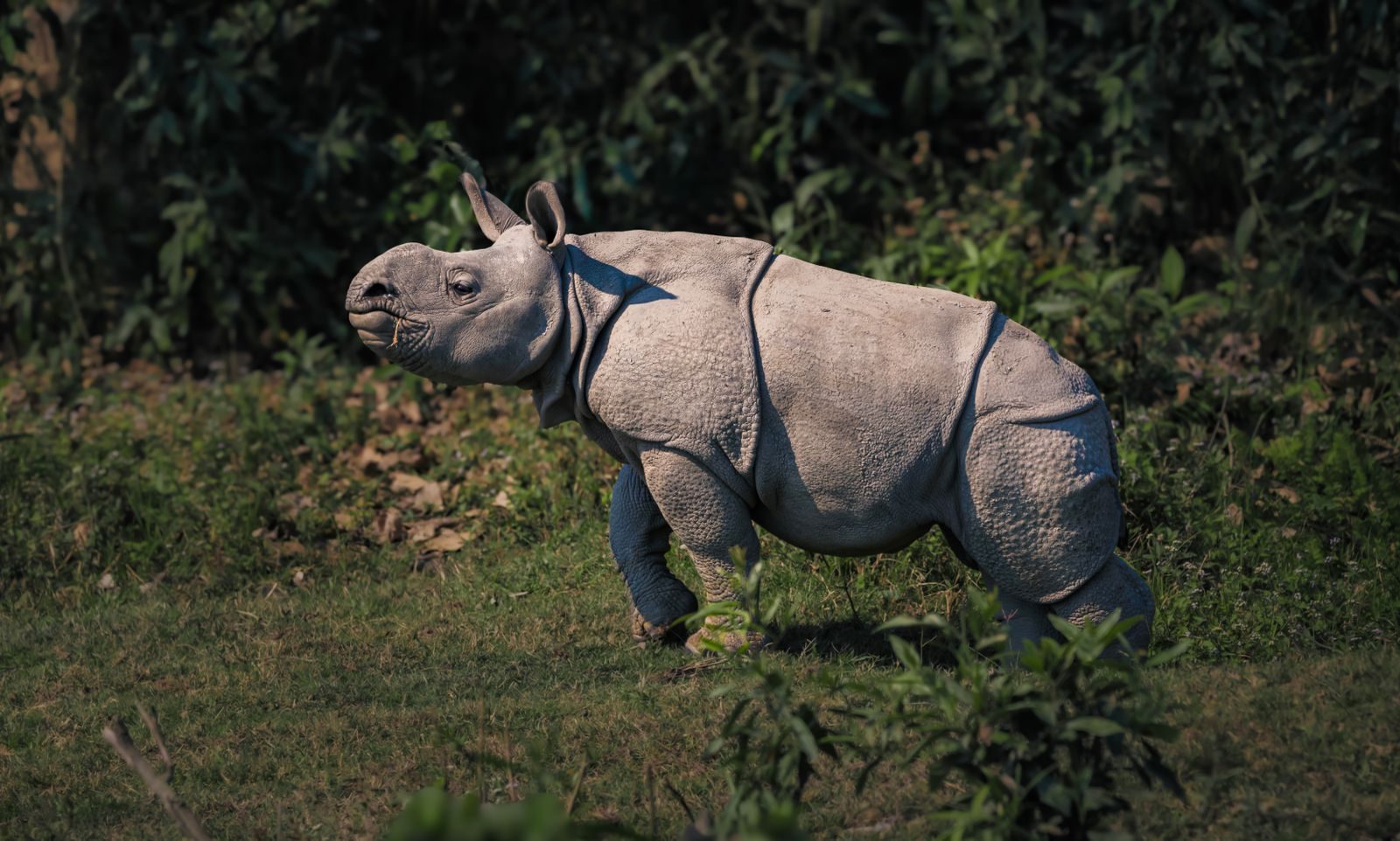 Close-up of a young Indian rhinoceros grazing in its natural habitat during the day.