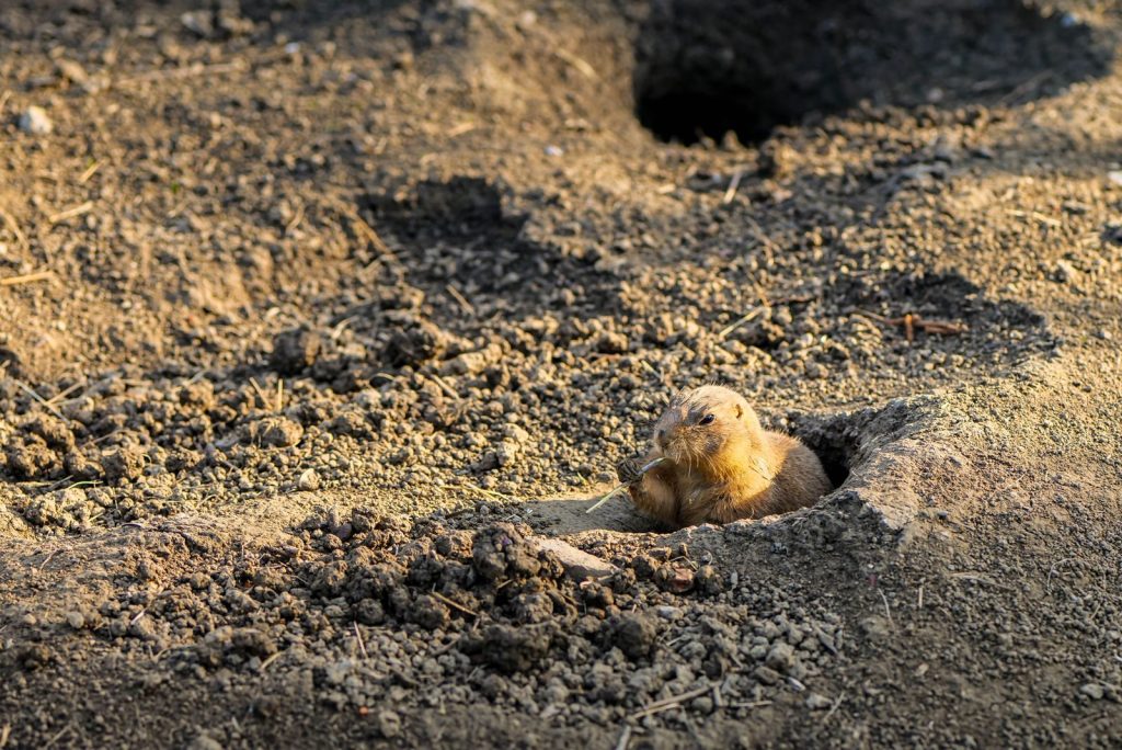 A prairie dog peeks out from its burrow on a sunny day in Zagreb, Croatia.