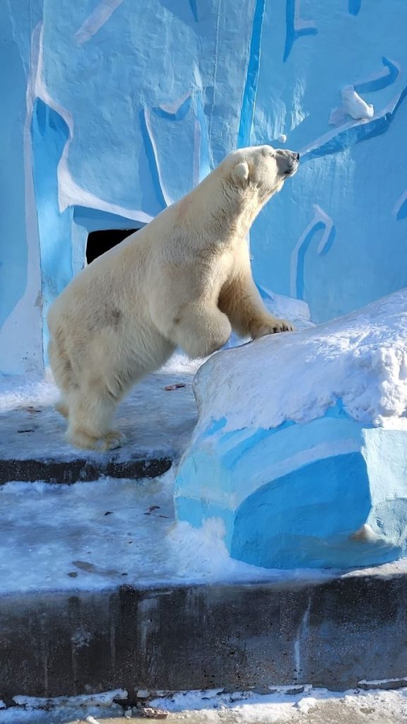 A majestic polar bear standing on snowy terrain in a zoo with icy backdrop.