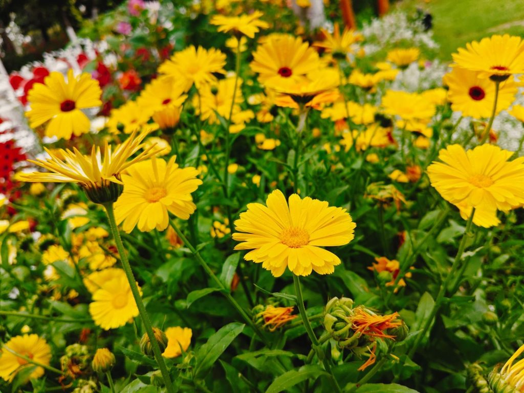 Close-up of vibrant yellow marigolds blooming in a lush garden setting.