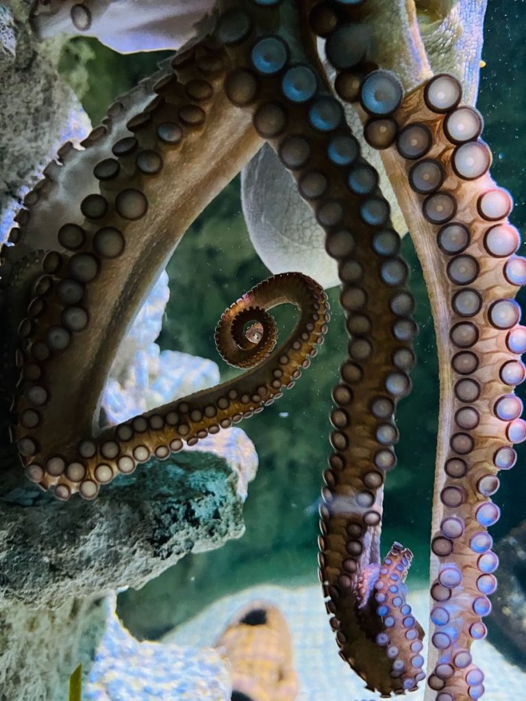 Detailed view of octopus tentacles displaying vibrant colors underwater.