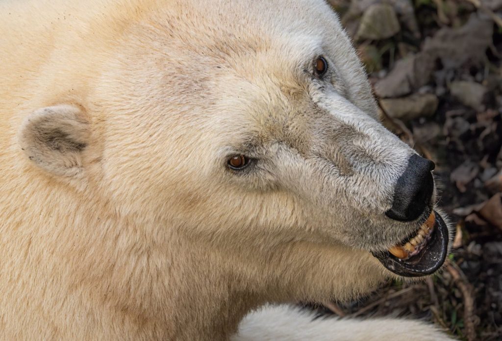 A polar bear up close in Frederiksberg Zoo, Denmark, showcasing its fur and facial features.