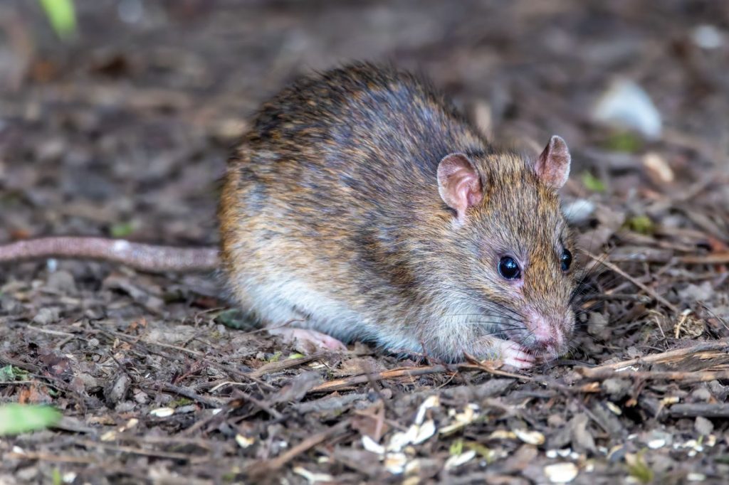 Detailed close-up view of a brown rat foraging in a forest setting, showcasing its natural habitat.