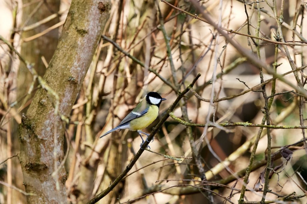 A Great Tit bird perched on a branch surrounded by woodland trees.