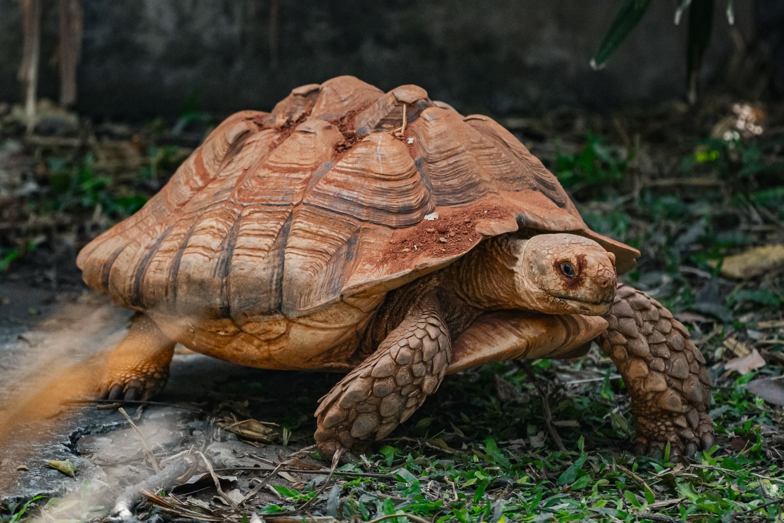 Close-up of a Sulcata Tortoise walking outdoors in Thailand.