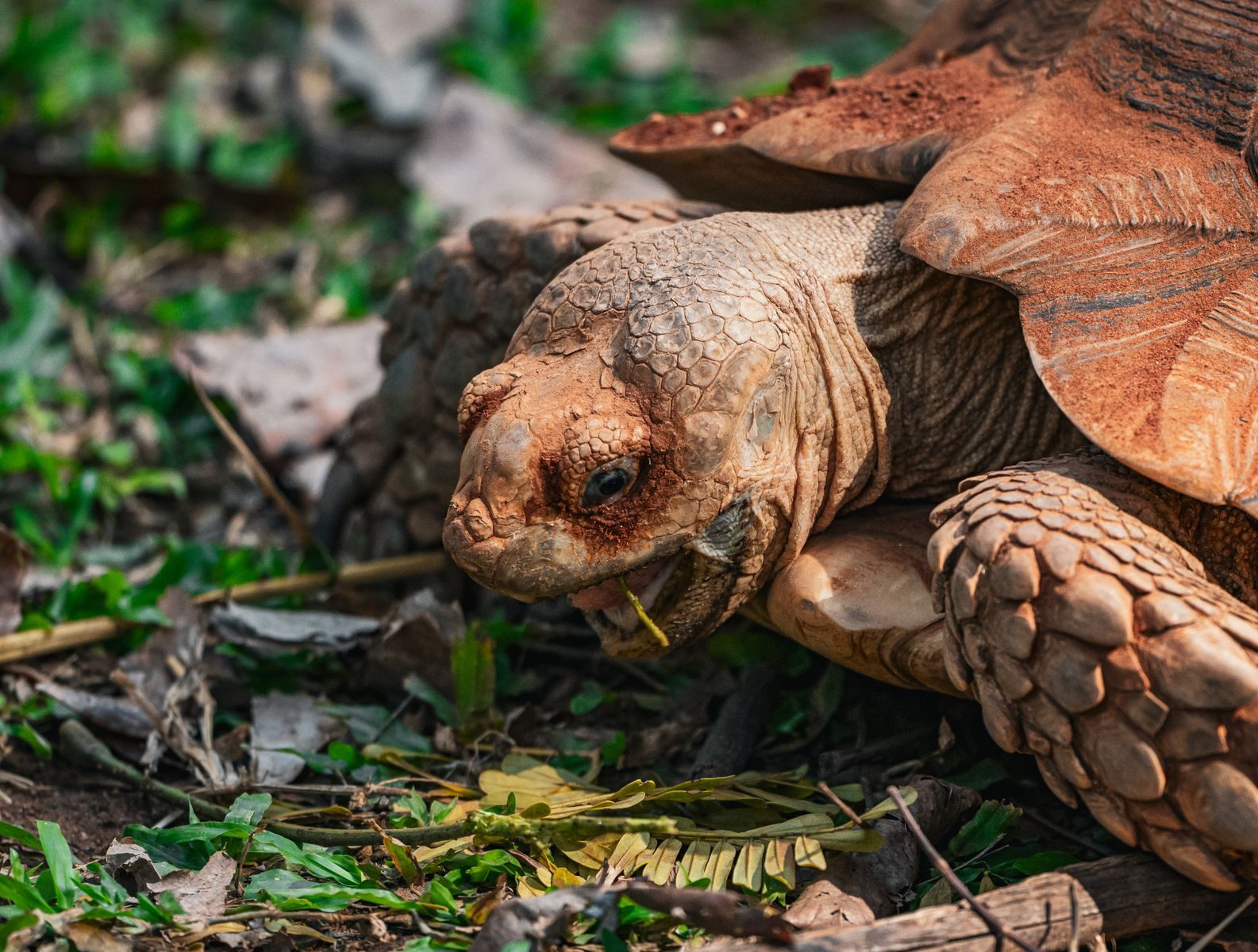 Close-up of an African spurred tortoise foraging on the ground in Thailand.