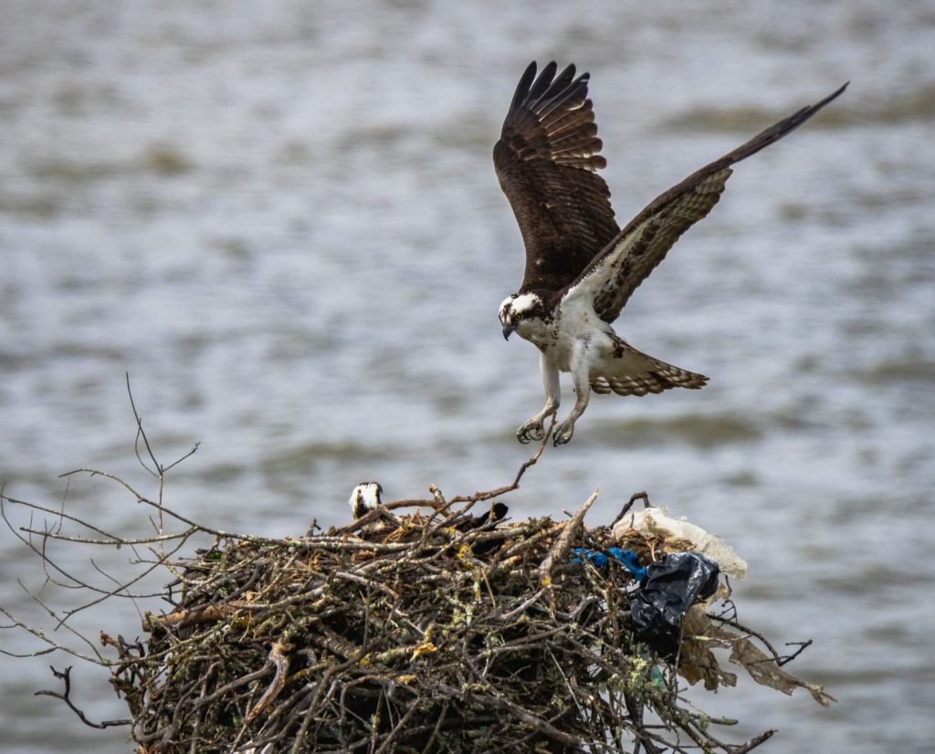 An osprey gracefully lands on its nest by the waterside, showcasing nature's beauty.
