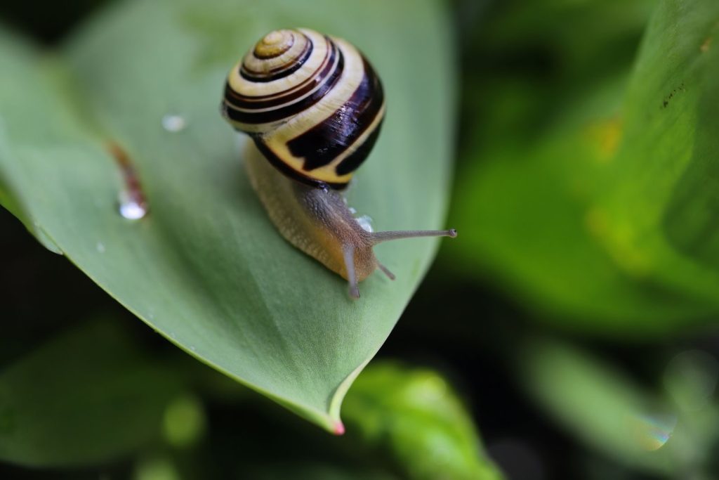 Close-up of a garden snail with a striped shell on a green leaf outdoors.