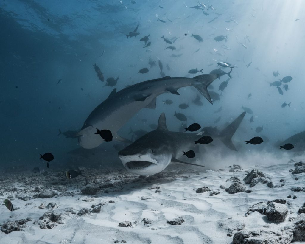 Stunning underwater shot of tiger sharks swimming among fish in the ocean depths.