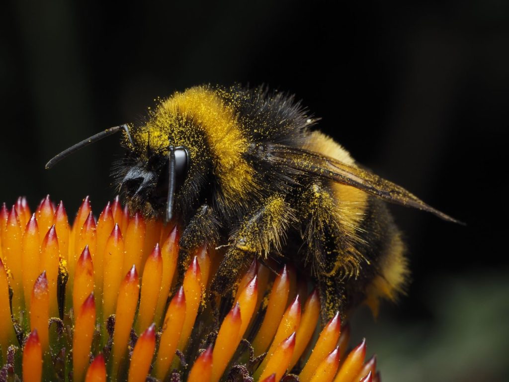 Macro shot of a bumblebee collecting pollen from a bright orange flower, showcasing insect detail.