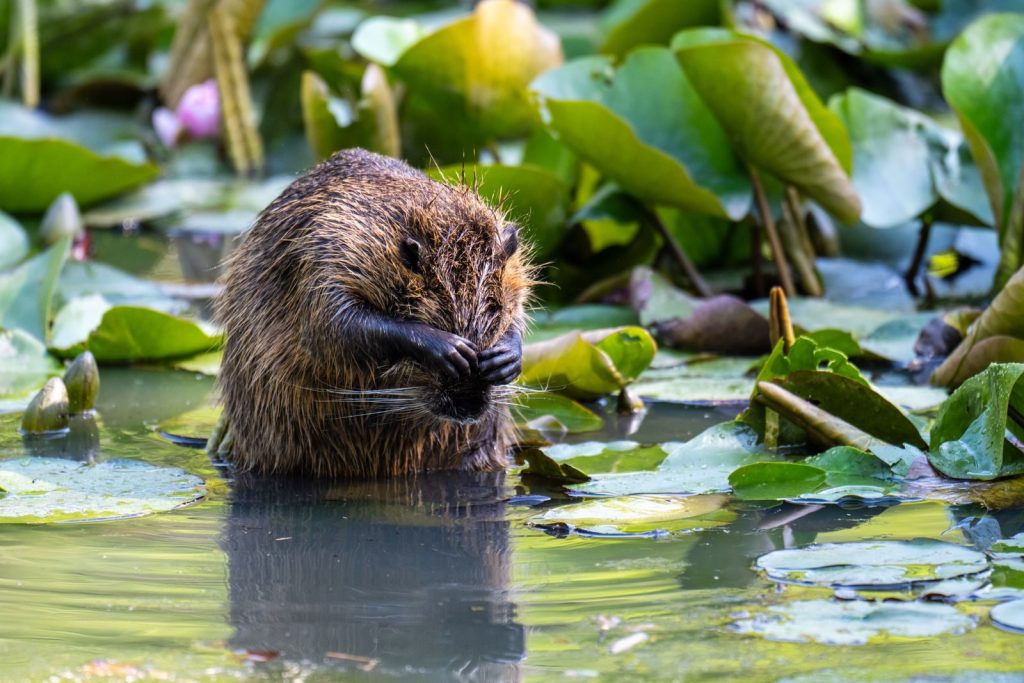 A Eurasian beaver feeds amidst lush water lilies in a serene pond.