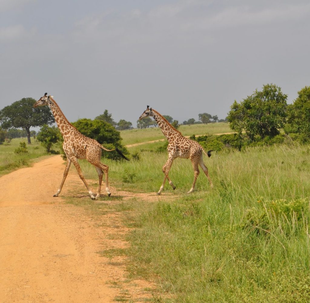 Two giraffes crossing a dirt path in the African savanna during daytime.