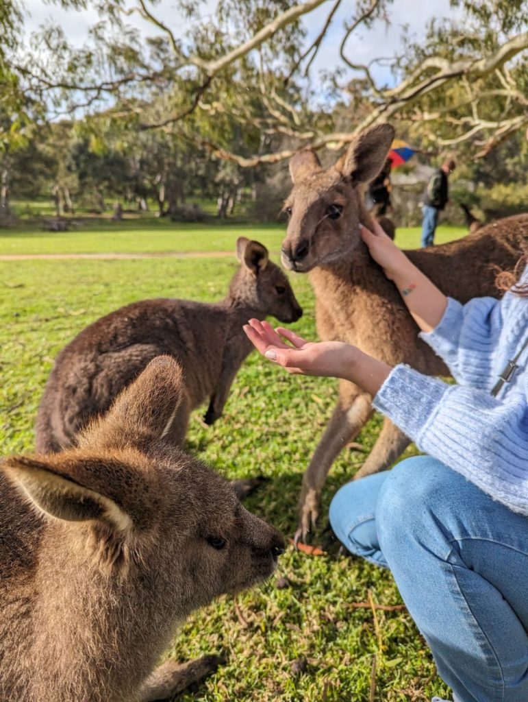 A person interacts with kangaroos in a lush park setting, showcasing wildlife engagement.