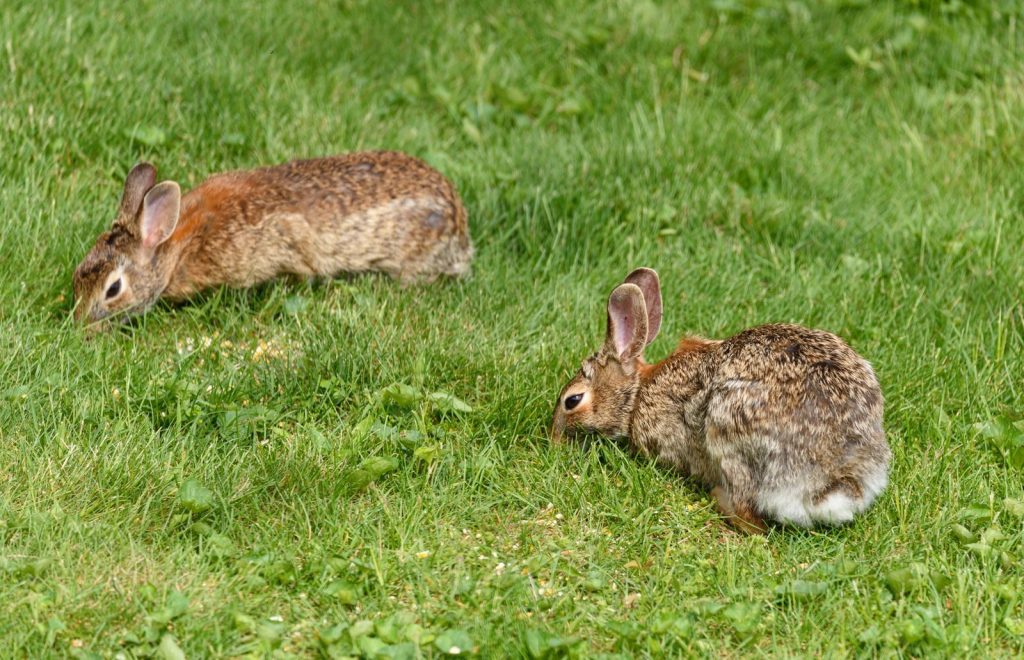 Close-up of two wild rabbits grazing on lush green grass in a natural outdoor setting.