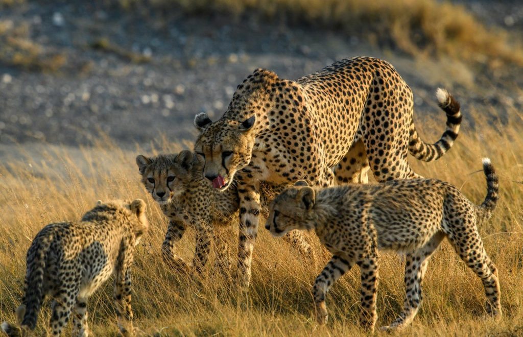 brown and black cheetah on brown grass field during daytime