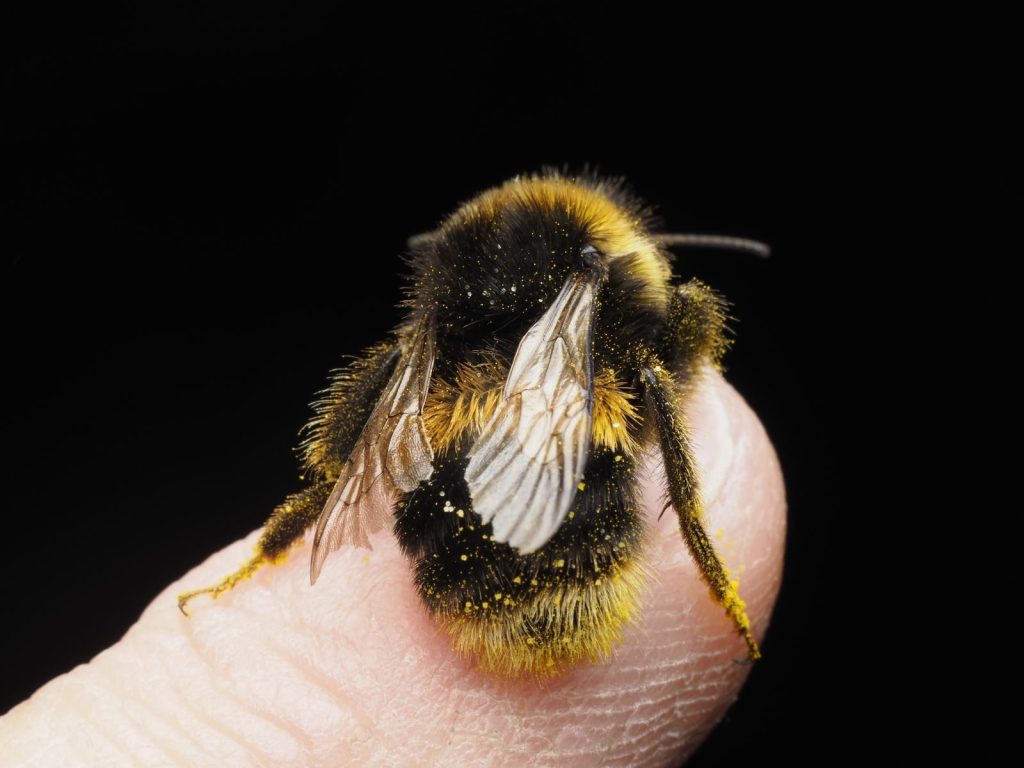 Detailed macro shot of a bumblebee resting on a human finger against a dark background.