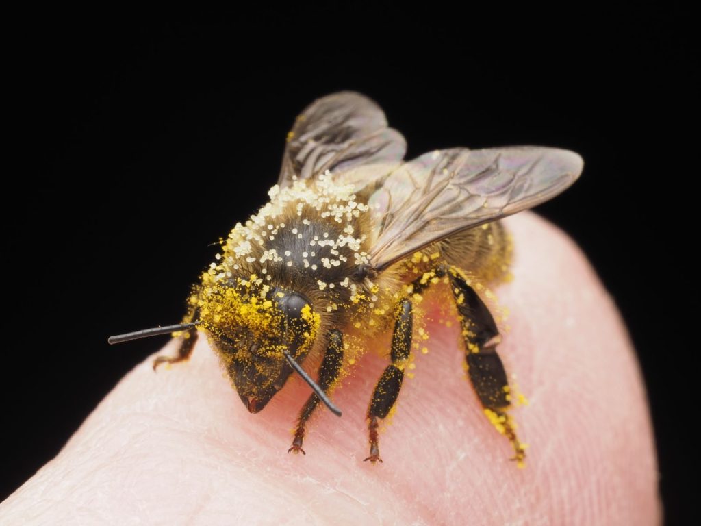 Macro shot of a bee with pollen on its body resting on a finger.