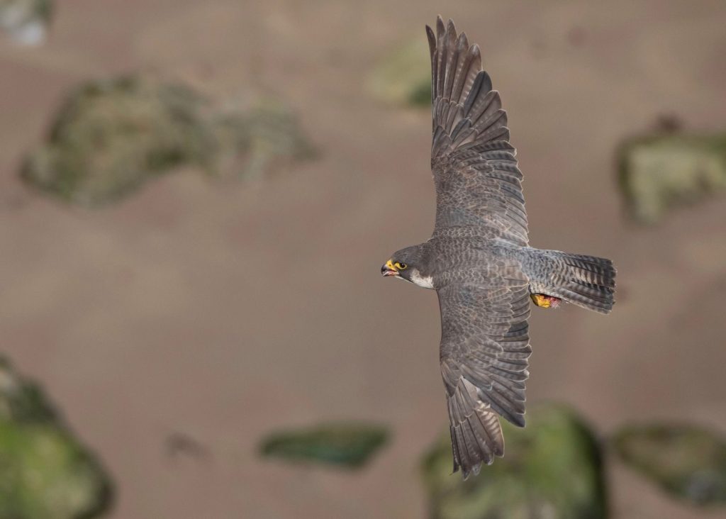 A majestic peregrine falcon soars gracefully over a beach, showcasing its powerful wings.