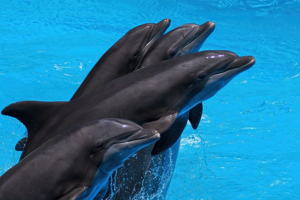 Four dolphins leaping joyfully in a vivid blue pool, showcasing aquatic grace and teamwork.