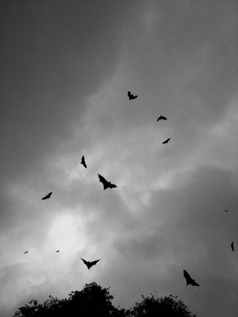 Dark silhouettes of bats flying against a moody, cloudy sky create an eerie and atmospheric scene.