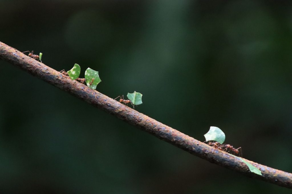 Leafcutter ants transporting leaves on a branch in the forest.