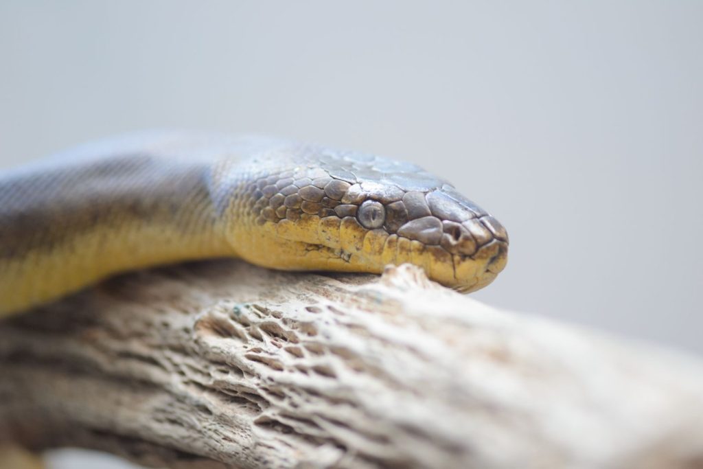 A detailed close-up shot of a carpet python resting on a natural log in soft light.