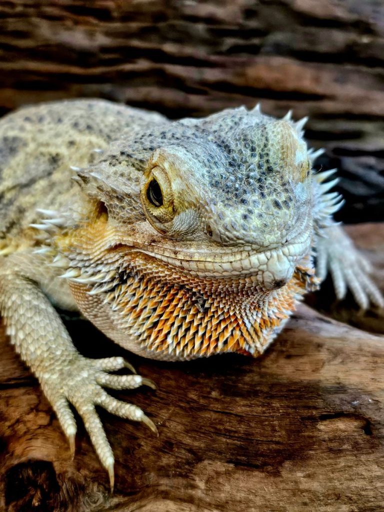 A detailed portrait of a bearded dragon resting on a wooden surface in Kuala Lumpur.