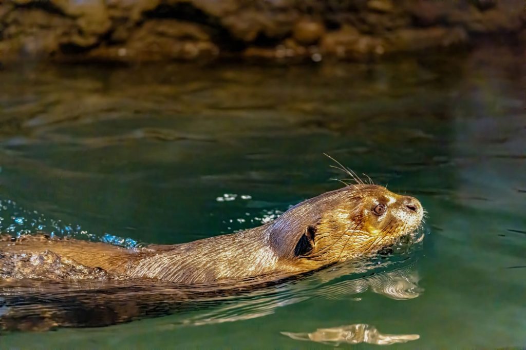 A vibrant shot of a river otter swimming in clear waters, showcasing its sleek fur and playful nature.